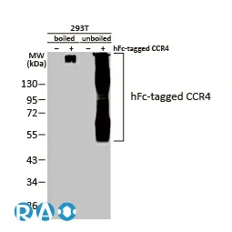 CCR4 antibody[HL2492]